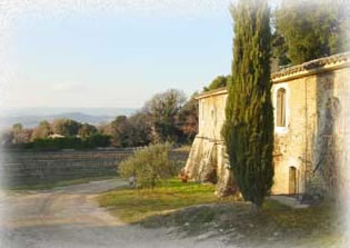 Luberon Weinberg