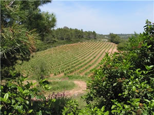 In Weinberg und Keller